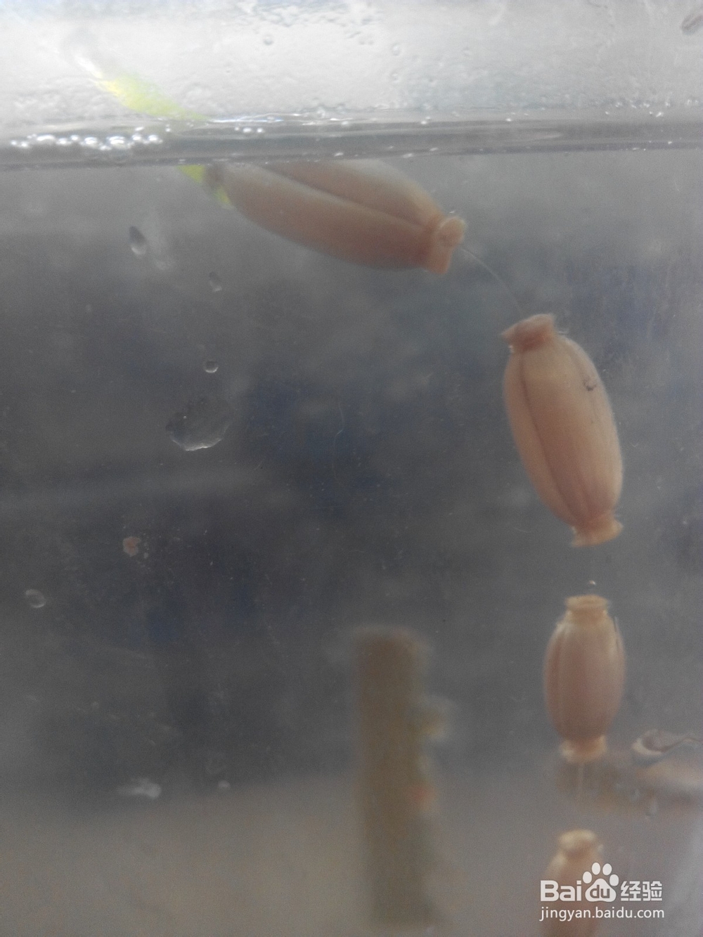 怎么在星漂安装夜光棒（二）塑料管套主线法