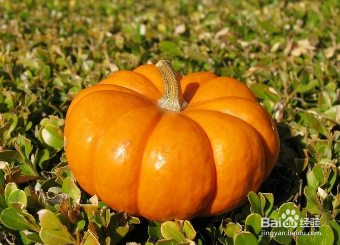 冬天排毒（癌毒）食物推荐