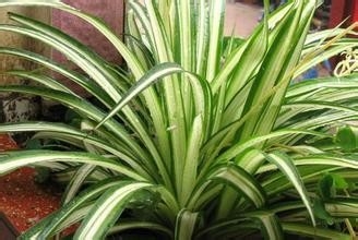 室内空气质量影响身体健康，去除甲醛是关键