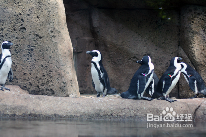 温哥华水族馆:水中舞动的精灵们