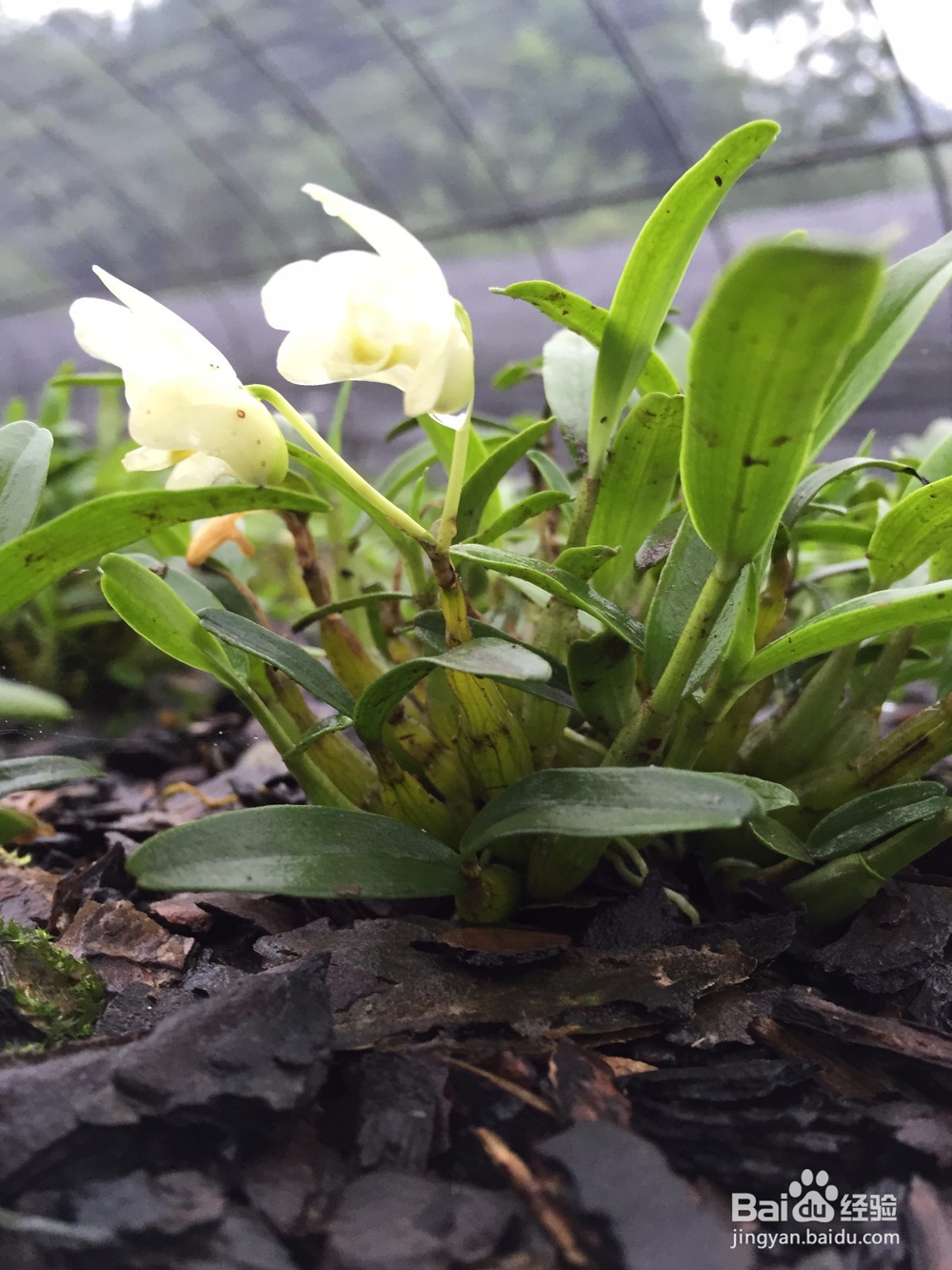 九斛之尊霍山石斛的种植条件
