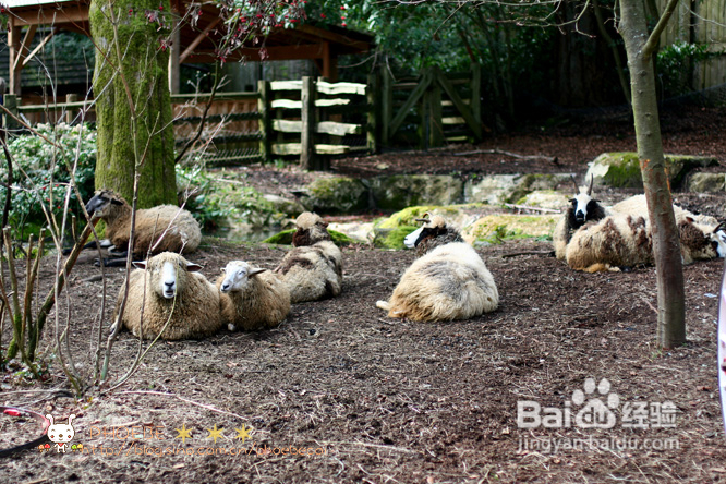 拾海的孩子&亲亲小动物(组图)