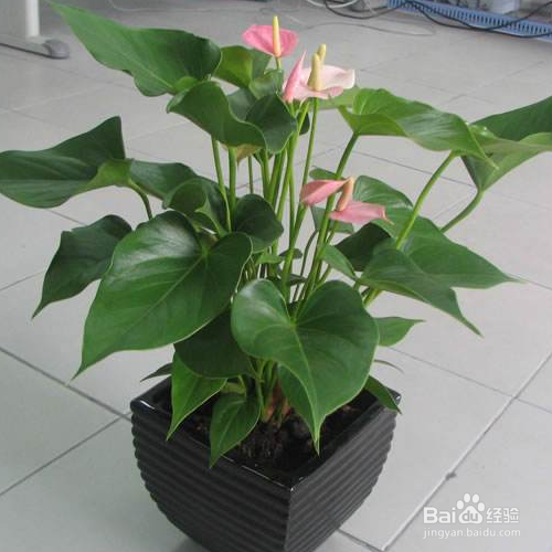 粉掌叶子发黄应该怎么办?