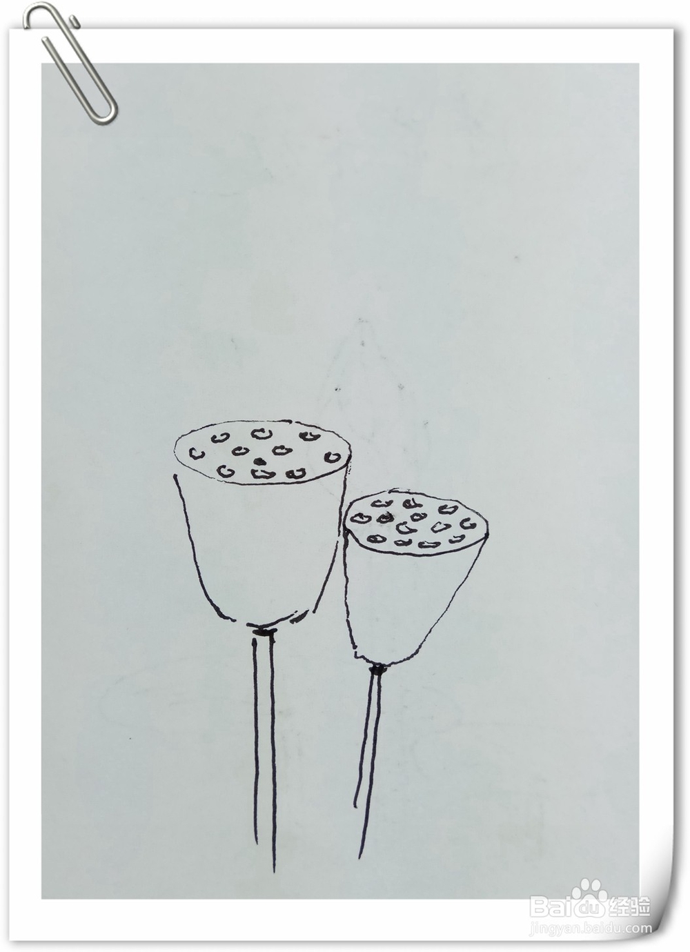 怎样画钢笔画莲子蓬