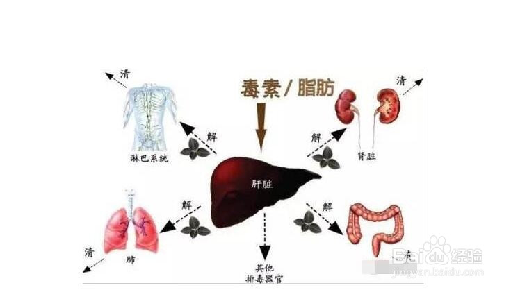 春季怎么养肝护肝