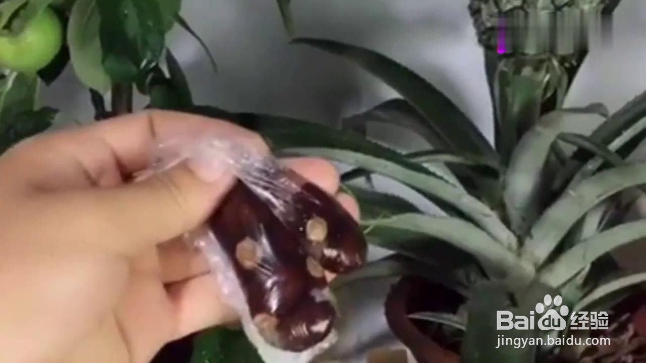 如何在家种植荔枝盆栽