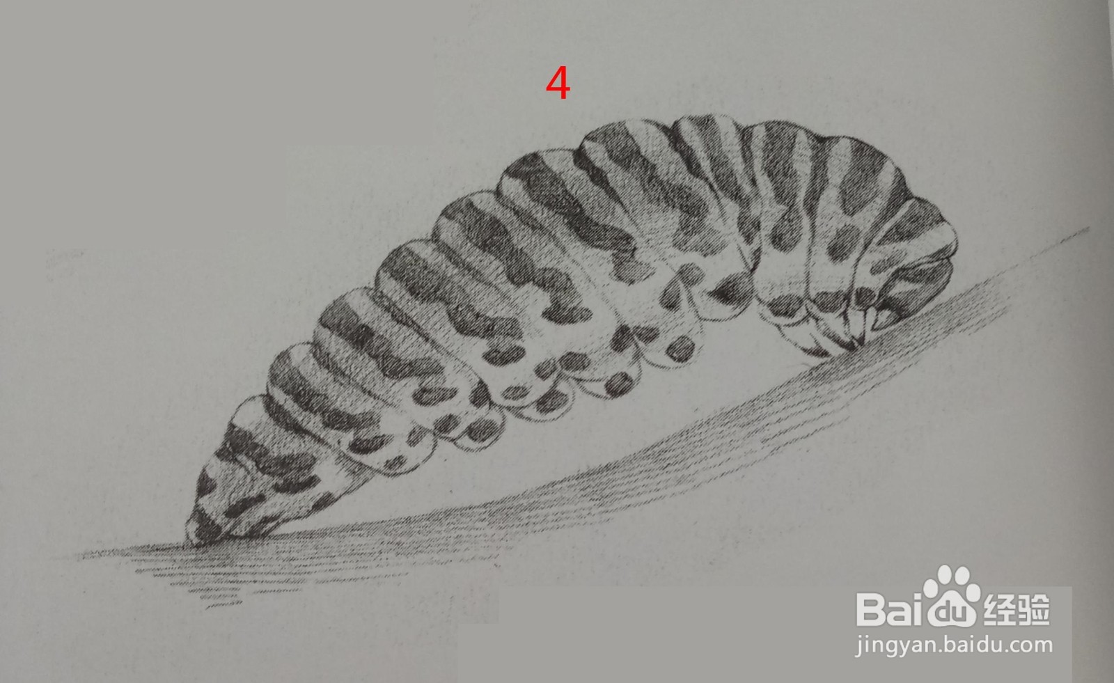 素描画——毛毛虫的画法