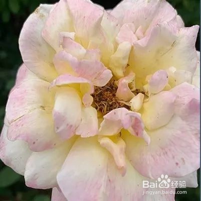 如何用PS调出油画的静物效果