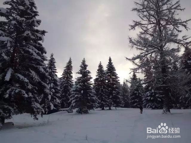 喀纳斯冬季旅游全攻略