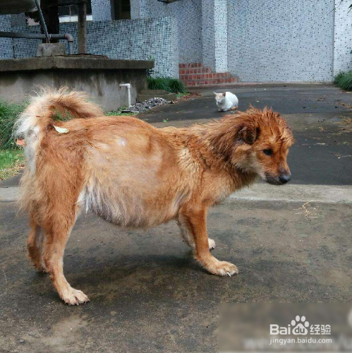 如何判断狗狗是否怀孕了?