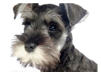 雪纳瑞饲养指南