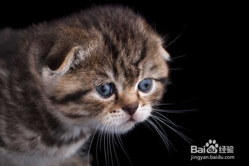 养猫的好处与坏处，应注意什么？