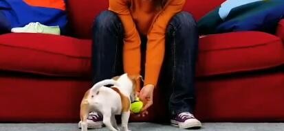 如何学会这些关于宠物的小妙招