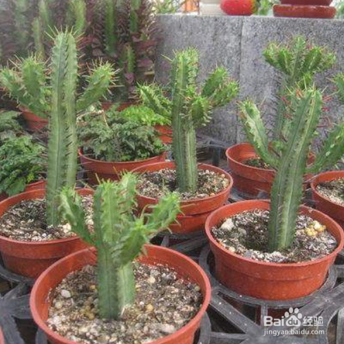 大戟阁锦怎么繁殖？