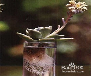 多肉植物水插生根步骤