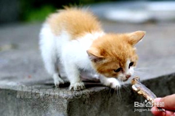 猫把针吃了怎么办