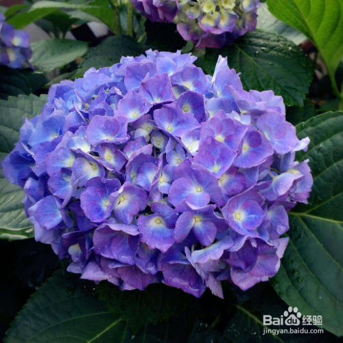 饲养绣球鲜切花的方法有哪些？