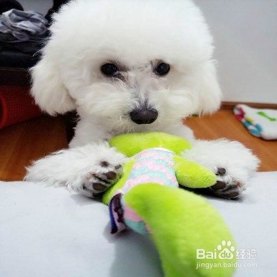 狗狗喜欢乱叫怎么办