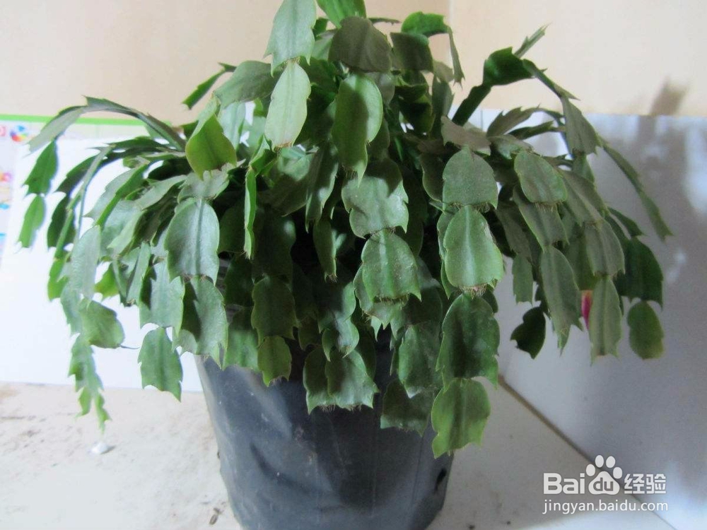 植物缺水的表现有哪些