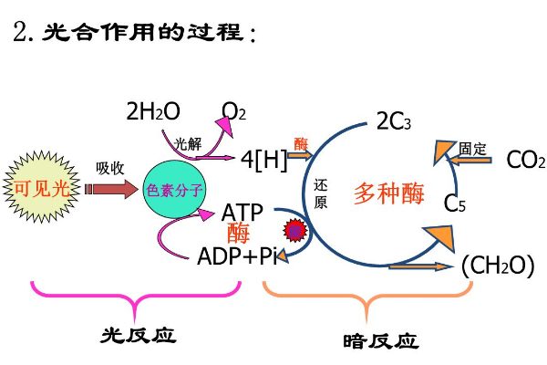 植物晚上也能吸收二氧化碳、释放氧气吗