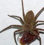 白额高脚蛛怎么养