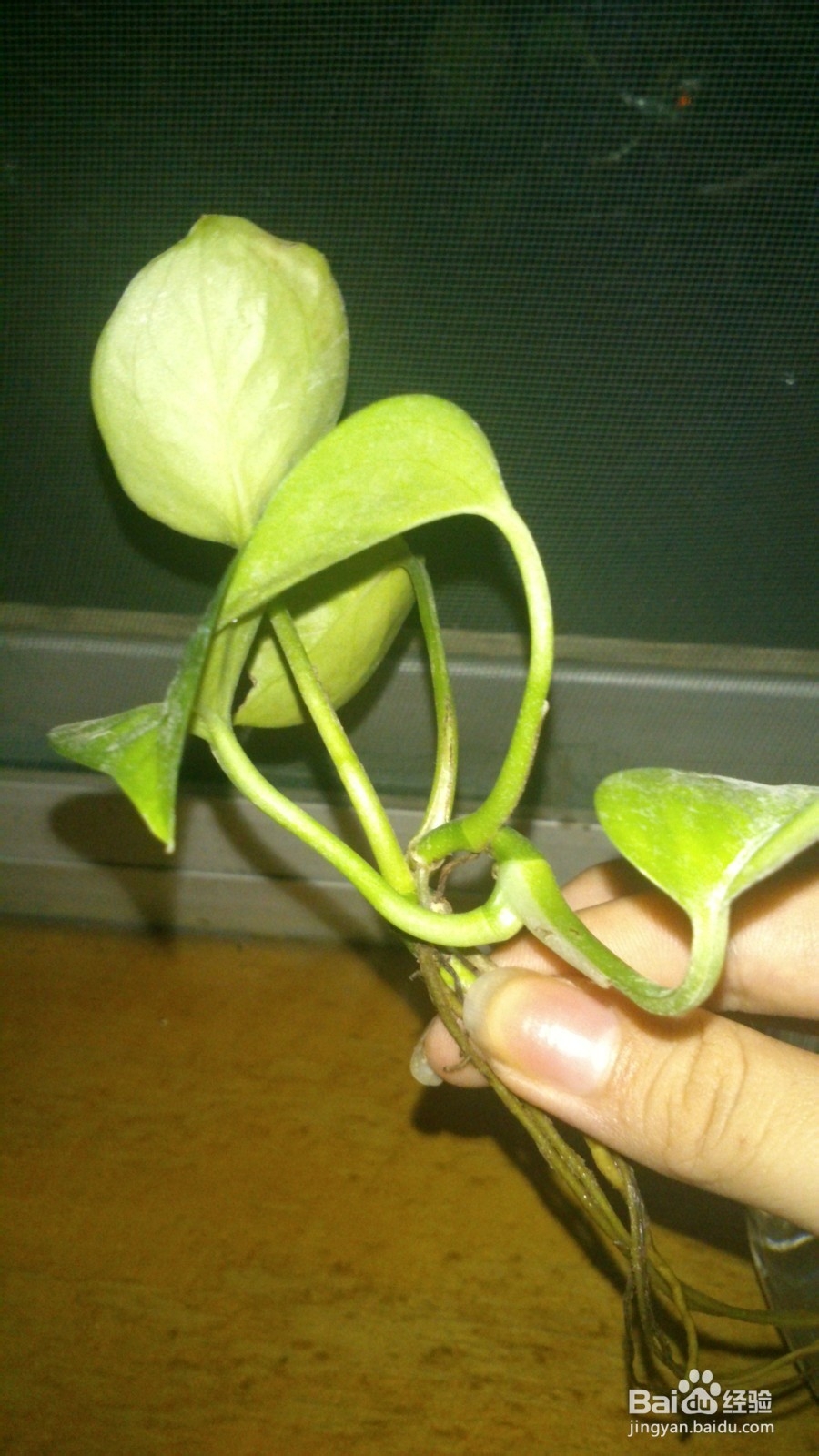 小植物让生活充满生机