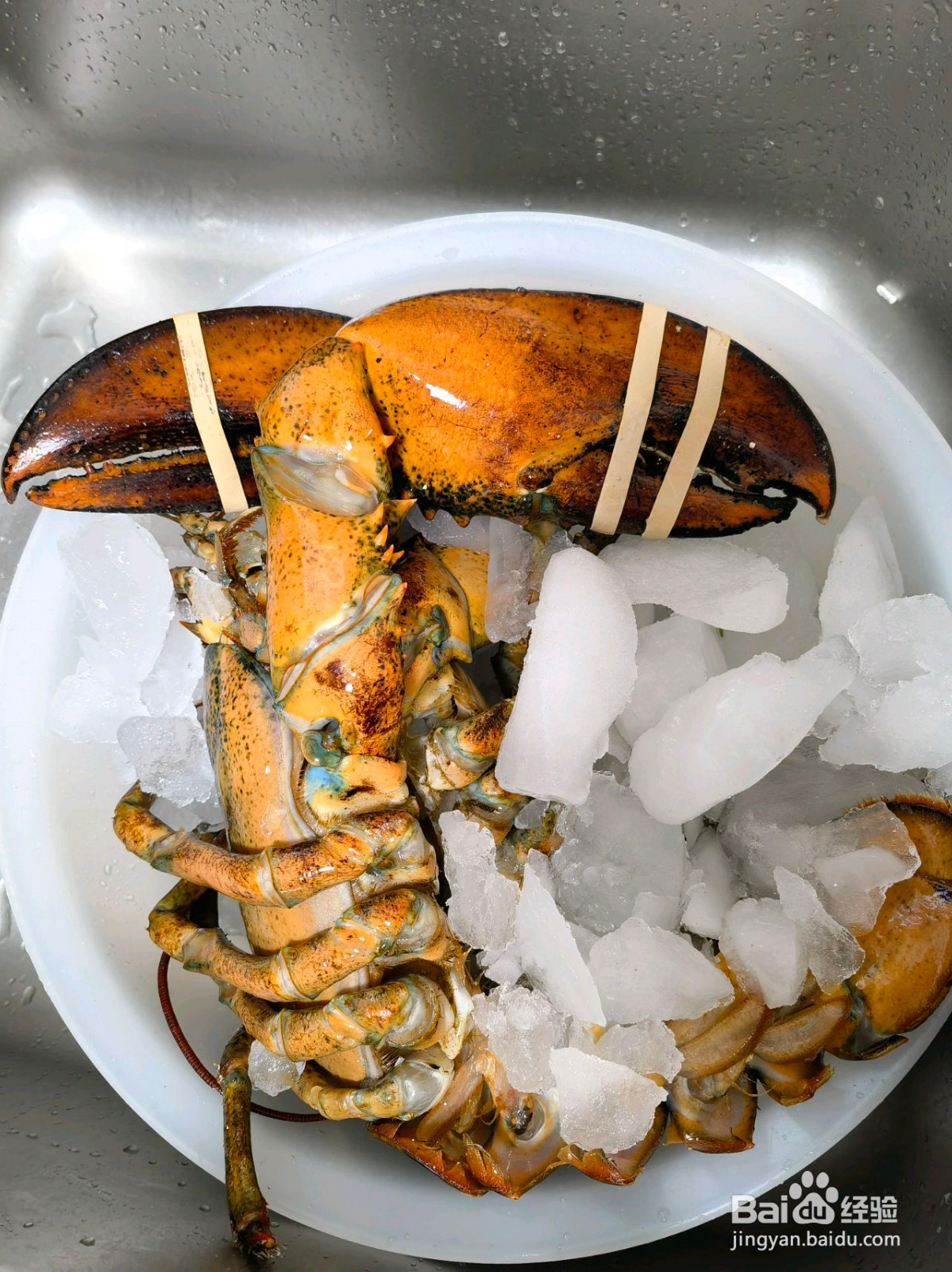 蒜蓉蒸龙虾的做法