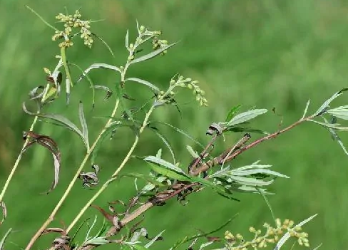 蒌蒿是一种植物是因为什么