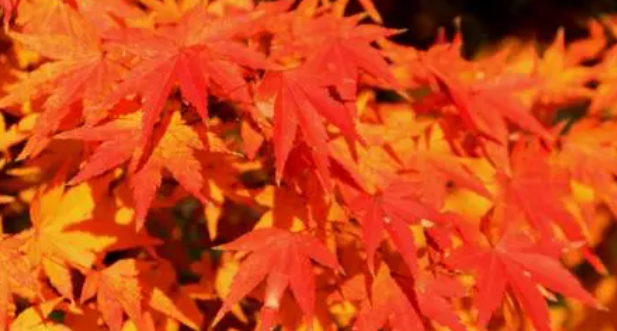 长兴枫叶最好几月份去