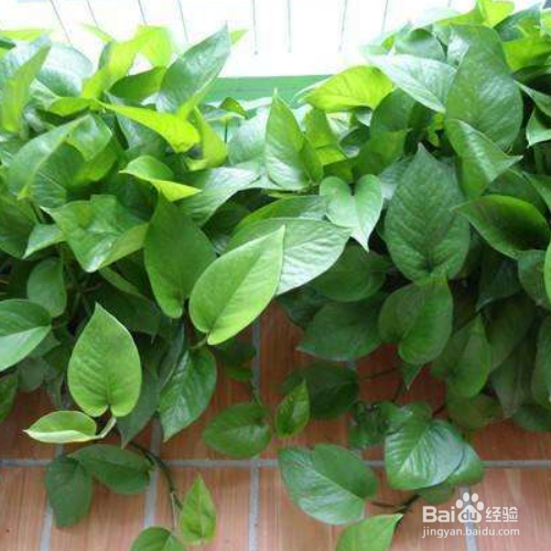 心叶藤下面养殖？