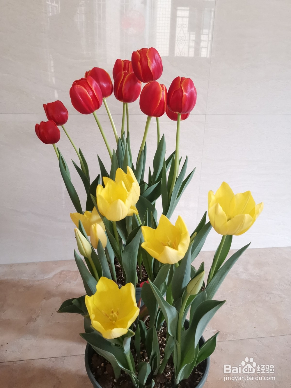 在广东种植郁金香的方法