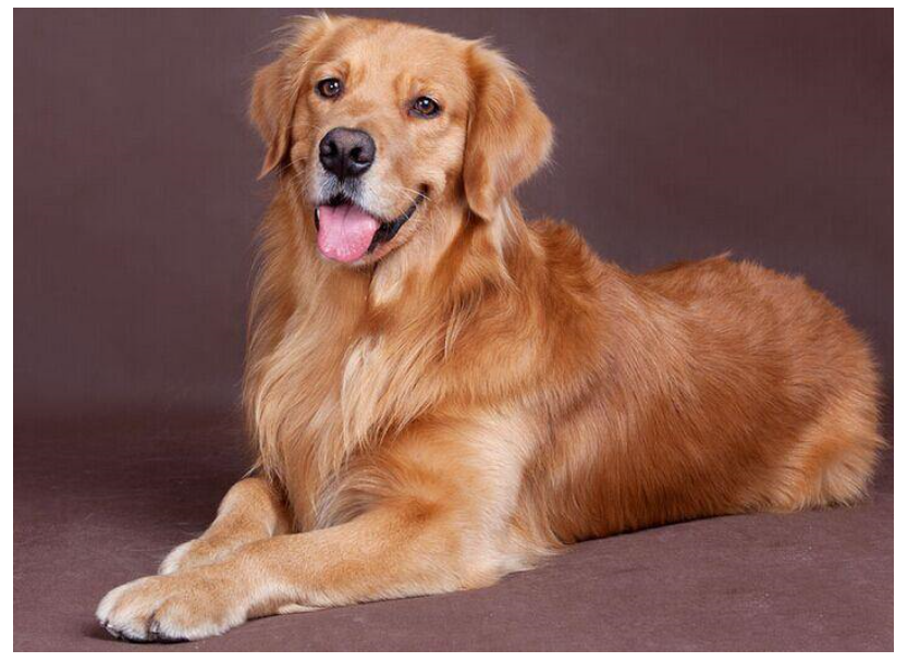 想取一个英文顺口的宠物金毛名字