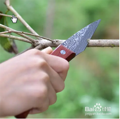樱花嫁接时间和方法