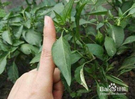 阳台种辣椒,只需这几个小步骤,辣椒多到吃不了