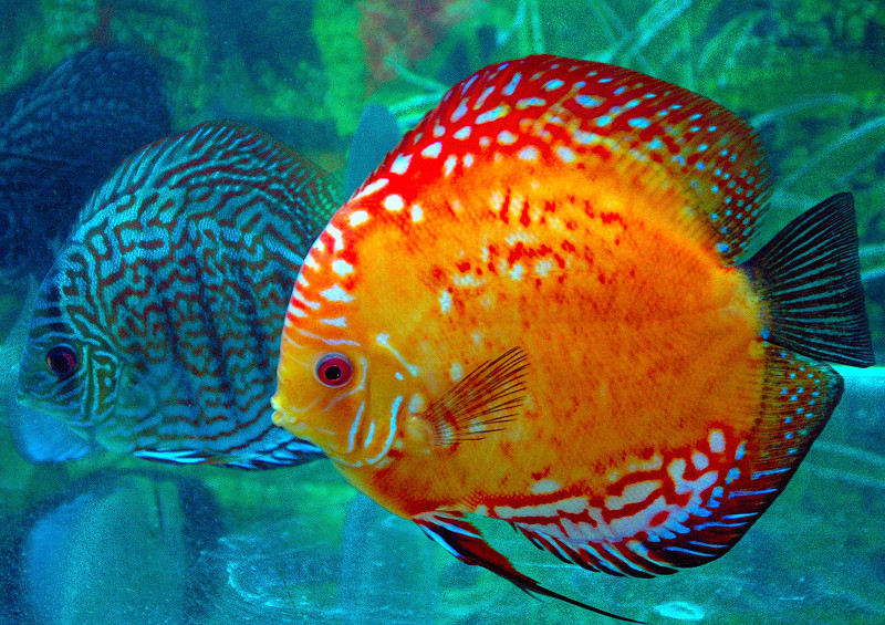 卖鱼要怎么卖才能赚钱