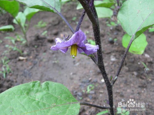茄子开花期怎么施草木灰