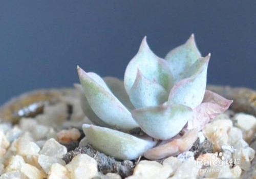 艾伦的养殖方法和注意事项