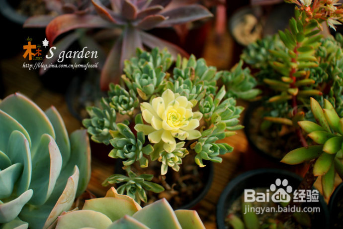 植物摄影小窍门+皮神山大王记