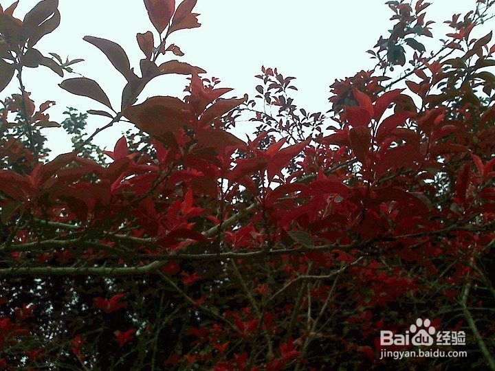为什么树木种类不同种植区域不同