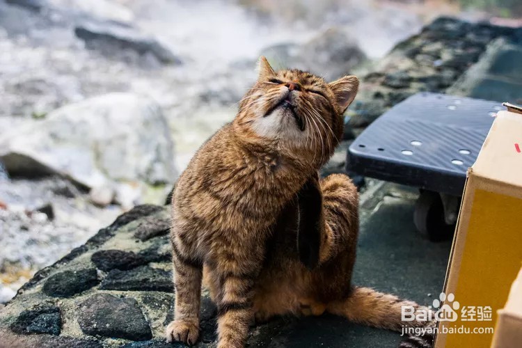 猫咪总是挠耳朵怎么回事？