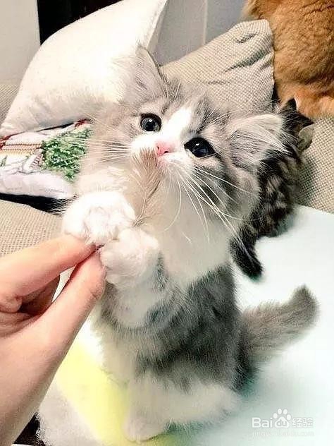 猫咪记仇怎么办