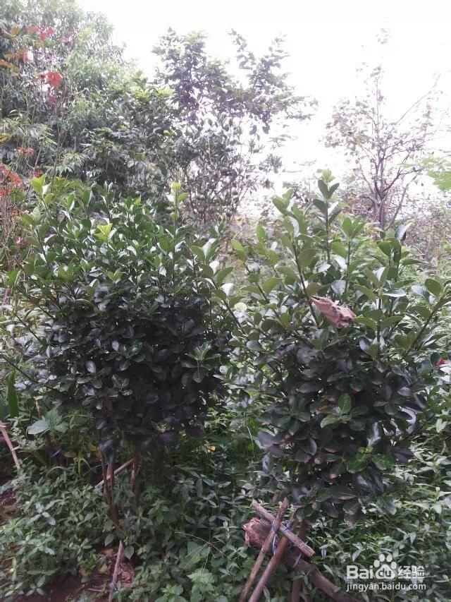 怎么把万年青修剪成圆形？