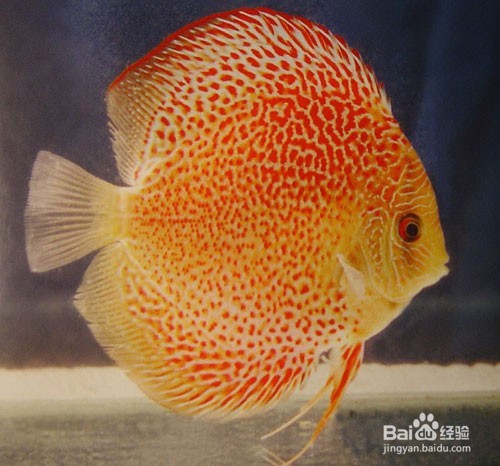 如何养好七彩神仙鱼