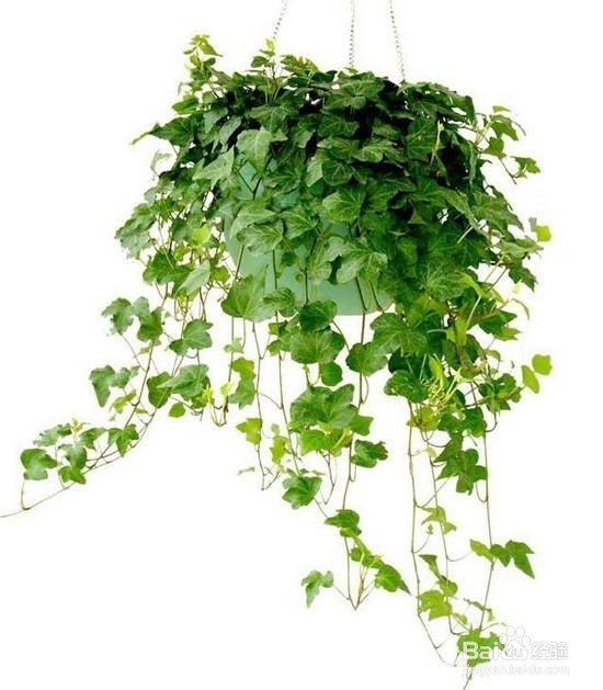 环保地板与去污染植物选择