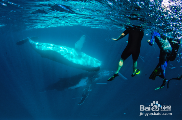 去西澳大利亚旅游,宁加洛珊瑚礁怎么玩?