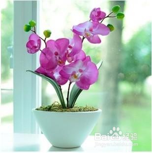 蝴蝶兰花种子怎样种植