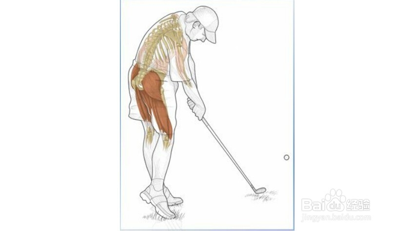 高尔夫球训练：[18]相关肌肉图解18