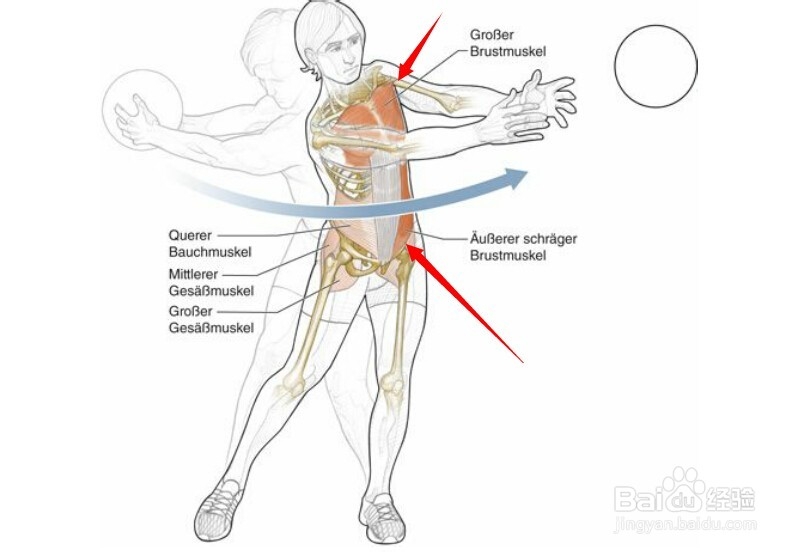 高尔夫球训练：[27]相应肌肉图解27