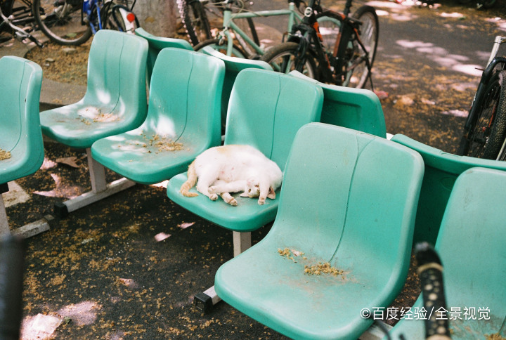 怎么帮助母猫退奶