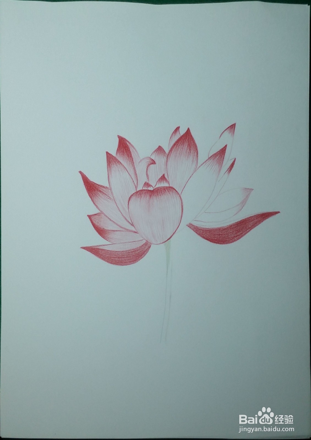 第一次画彩铅——荷花